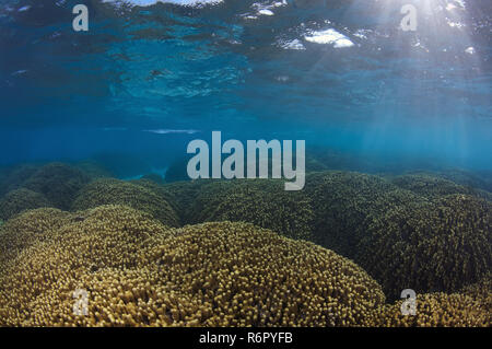 Hornhecht oder Meer Nadel (Belone belone) Schwimmen über das Korallenriff, jewelled Finger Coral (Porites cylindrica), Indischer Ozean, Malediven