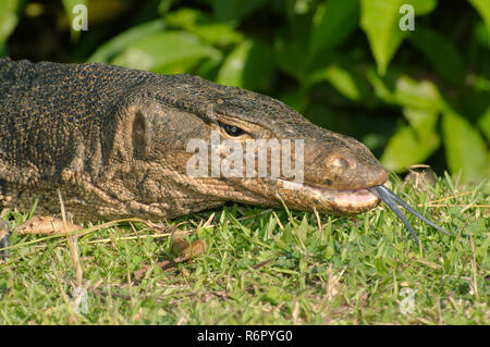 Asiatischer Wasser-Monitor oder aquatische Varan (Varanus Salvator) Redang Island, Malaysia Stockfoto