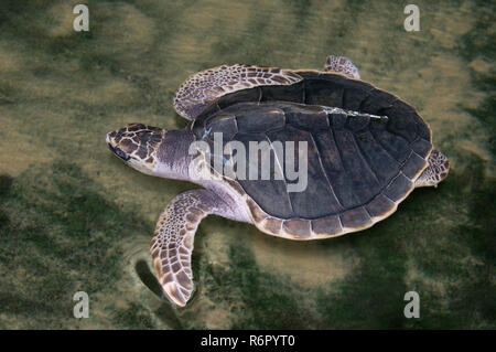 Junge Pacific ridley Sea Turtle, Olive Ridley Sea turtle oder Olivenöl Ridely (Lepidochelys olivacea) Schwimmen im seichten Wasser, Indischer Ozean, Hikkaduwa, Stockfoto