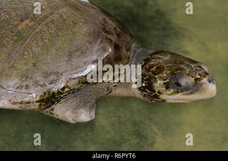 Verletzt (ohne fin) Pacific ridley Sea Turtle, Olive Ridley Sea turtle oder Olivenöl Ridely (Lepidochelys olivacea) Schwimmen im seichten Wasser, Indien Stockfoto