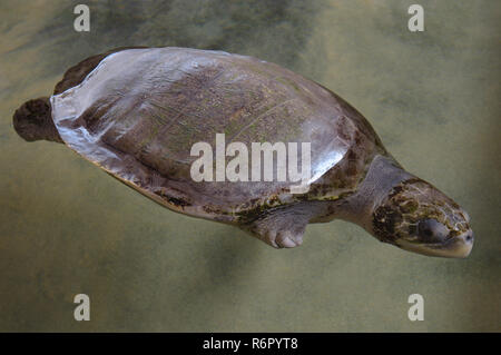 Verletzt (ohne fin) Pacific ridley Sea Turtle, Olive Ridley Sea turtle oder Olivenöl Ridely (Lepidochelys olivacea) Schwimmen im seichten Wasser, Indien Stockfoto