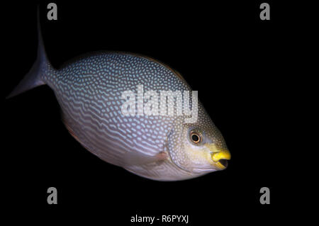 Gestreift Spinefoot, gestreift Spinefoot oder Java Kaninchen (Siganus Javus) Indischer Ozean, Hikkaduwa, Sri Lanka, Südasien Stockfoto