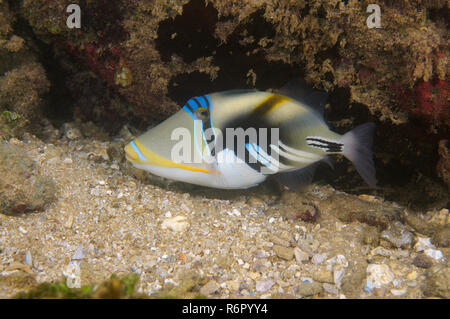 Blackbar triggerfish, Picasso Drückerfische, Picassofish, Jamal oder die Lagune Drückerfisch (Rhinecanthus aculeatus) Indischer Ozean, Hikkaduwa, Sri Lanka, Südafrika Stockfoto