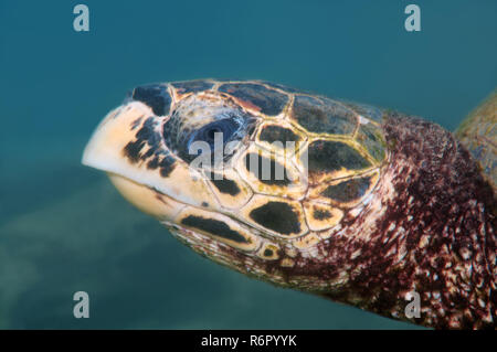 Porträt echte Karettschildkröte (Eretmochelys Imbricata), Indischer Ozean, Hikkaduwa, Sri Lanka, Südasien Stockfoto