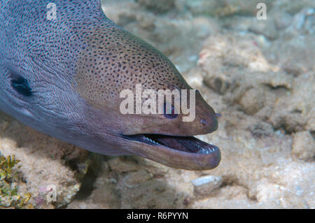 Portrait Giant Moray Eel, Moray, Blackpearl, Java Muränen, schlanke Riesenmuräne, Javan moray oder mediterranen Moray (muraena Helena) Indischer Ozean, Hi Stockfoto