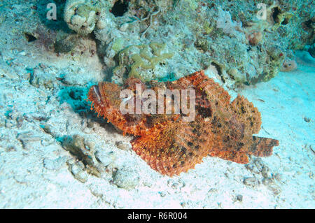 Flathead Drachenköpfe, tasseled Drachenköpfe oder kleiner skaliert Drachenköpfe (Scorpaenopsis Oxycephala), Rotes Meer, Egipt, Afrika Stockfoto