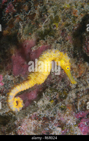 Yellow Sea Horse, Mündungs- Seepferdchen, Oceanic Sea Horse, gefleckte Seepferdchen (Hippocampus Kuda), Bohol Sea, Indopazifik, Philippinen, Südostasien Stockfoto