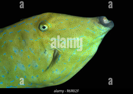 Scrawled Filefish, Broomtail, Scribbled filefish Lederjacke oder Blue-gefüttert Leder - Jacke nasendoktorfisch (Osbeckia scripta), Nachttauchen, Rotes Meer, Egy Stockfoto