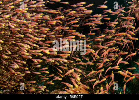 Schule von Glassfish, Pigmy Sweeper, Golden Bullseye, Ransonnet's Bullseye, rosa Schleife, schlanke Kehrmaschine oder Gelb Sweeper (Parapriacanthus ransonneti) Stockfoto