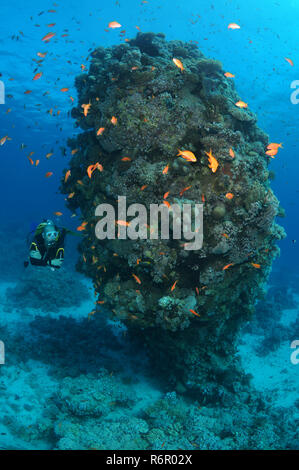 Männliche Scuba Diver mit einer Schule von Longspine anthias (Pseudanthias squamipinnis) im Coral Säule, Rotes Meer, Al-Qusayr, Ägypten, Afrika Stockfoto