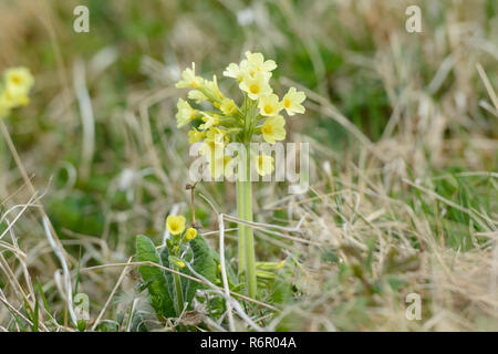 Gelbe Blüte True oxlip (Primula elatiorbegonie Erdbeere) im Frühjahr, Deutschland Stockfoto