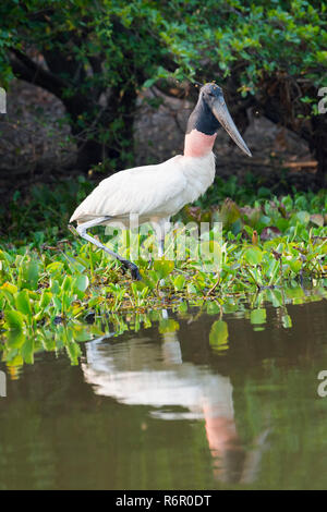 Jabiru (Jabiru Mycteria), Pantanal, Mato Grosso, Brasilien Stockfoto