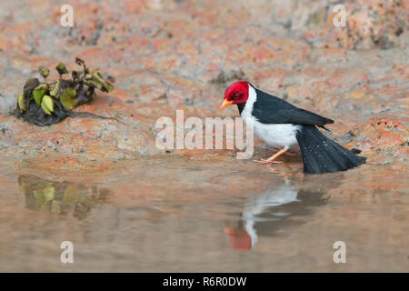 Männliche Yellow billed Kardinal (Paroaria Capitata) Baden, Pantanal, Mato Grosso, Brasilien Stockfoto