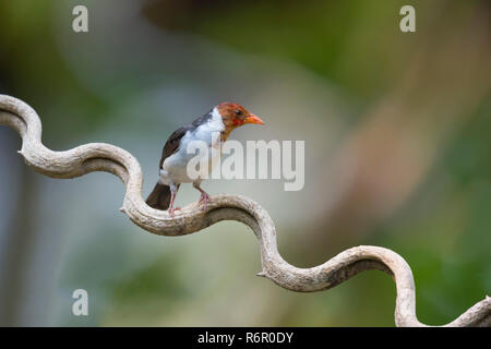 Männliche Yellow billed Kardinal (Paroaria Capitata), Pantanal, Mato Grosso, Brasilien Stockfoto