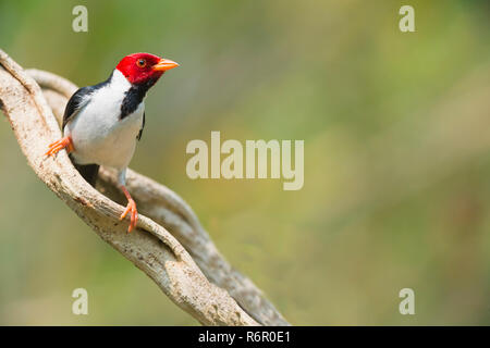 Männliche Yellow billed Kardinal (Paroaria Capitata), Pantanal, Mato Grosso, Brasilien Stockfoto