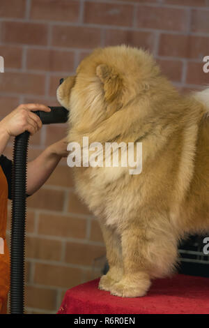 22. INTERNATIONALE HUNDEAUSSTELLUNG GIRONA März 17, 2018, Spanien Stockfoto