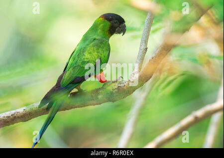 Black-hooded Sittich (Aratinga Nenday), Pantanal, Mato Grosso, Brasilien Stockfoto