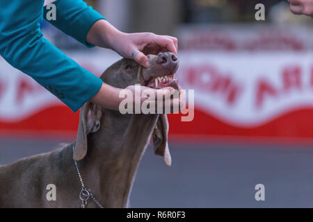 22. INTERNATIONALE HUNDEAUSSTELLUNG GIRONA März 17, 2018, Spanien Stockfoto