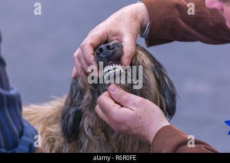 22. INTERNATIONALE HUNDEAUSSTELLUNG GIRONA März 17, 2018, Spanien Stockfoto