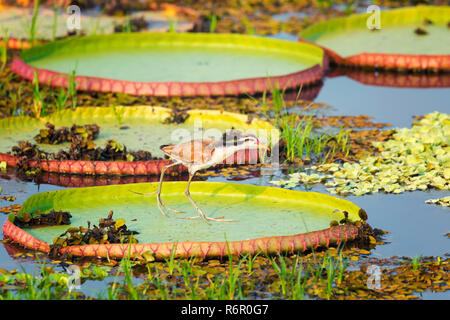 Unreife Flecht-Blatthühnchen (Jacana Jacana) zu Fuß auf einem Victoria Seerose lassen (Victoria Regia), Pantanal, Mato Grosso, Brasilien Stockfoto