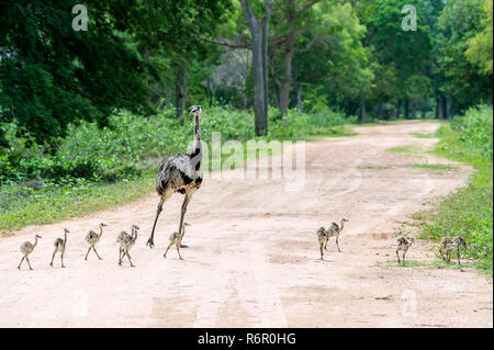 Größere Rhea (Rhea Americana) über einen Weg mit Küken, Pantanal, Mato Grosso, Brasilien Stockfoto