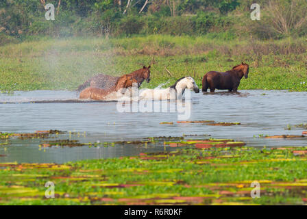 Pferde in einen Wasserteich Porto Joffre, Pantanal, Mato Grosso, Brasilien Stockfoto