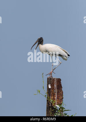 Holz-Storch (Mycteria Americana), Pantanal, Mato Grosso, Brasilien Stockfoto