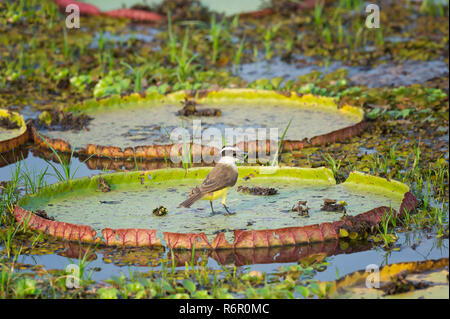 Große Kiskadee (Pitangus Sulphuratus) stehen auf einem Riesen Queen Victoria Seerose zu lassen, Pantanal, Mato Grosso, Brasilien Stockfoto