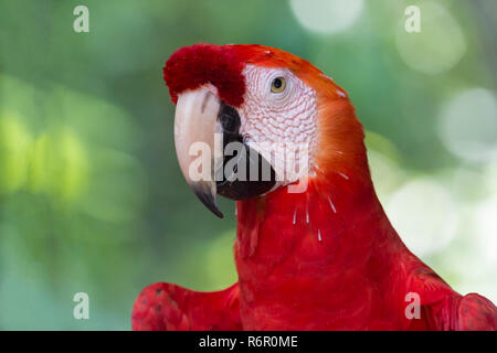 Hellroten Aras (Ara Macao), Amazonas, Brasilien Stockfoto