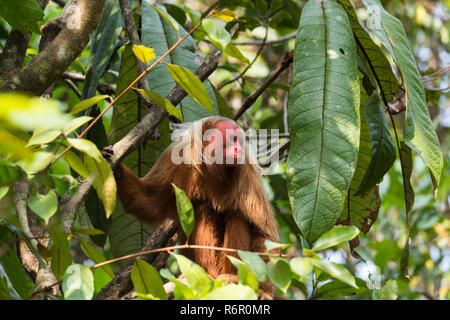 Roten kahlköpfigen Uakari Affen auch bekannt als britische Monkey (Cacajao Calvus Rubicundus), Bundesstaat Amazonas, Brasilien Stockfoto