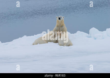 Mutter Eisbär (Ursus Maritimus) Krankenpflege zwei jungen am Rande des schmelzenden Eisscholle, Insel Spitzbergen, Svalbard Archipel, Norwegen, Europa Stockfoto