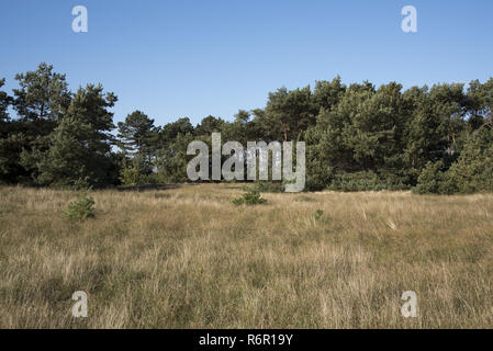 Hinter der Westküste der Insel Hiddensee im Nordosten Deutschlands ein kleines oldgrown Wald mit Scots Kiefern wächst, gefolgt von grünen Wiesen. Stockfoto