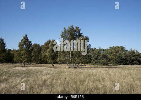 Hinter der Westküste der Insel Hiddensee im Nordosten Deutschlands ein kleines oldgrown Wald mit Scots Kiefern wächst, gefolgt von grünen Wiesen. Stockfoto