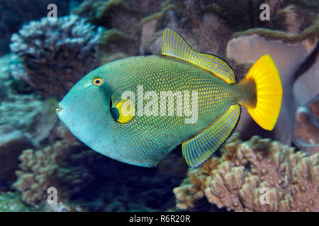 Witwen Drückerfisch Drückerfisch, Rotschwanz, (Melichthys vidua) schwimmt im Korallenriff, Farbvariante, Saparua, Insel, Molukken, Banda, Pazifik, Stockfoto