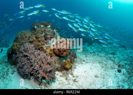 Schwarm, Gelber Blaurücken Füsilier, (Caesio teres) schimmt über kleines Korallenriff mit Weichkoralle, (Sinularia sp.), und Lederkorallen, (Sarcophyt Stockfoto