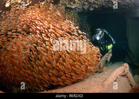 Ein Taucher und glasig Kehrmaschinen (Pempheris schomburgkii) im Laderaum des Schiffes Schiffbruch S Dunraven', Rotes Meer, Ägypten Stockfoto