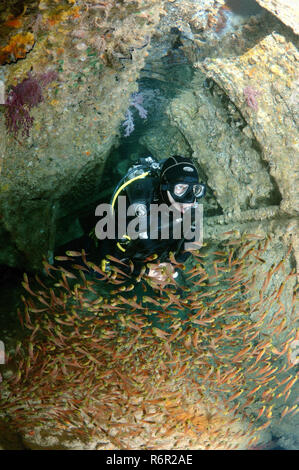 Ein Taucher und glasig Kehrmaschinen (Pempheris schomburgkii) im Laderaum des Schiffes Schiffbruch S Dunraven', Rotes Meer, Ägypten Stockfoto