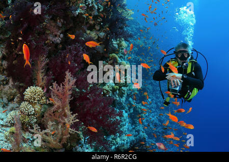 Taucher am Coral Reef im Ras Mohammed National Park, Sinai-Halbinsel, Sharm el-Sheikh, Rotes Meer, Ägypten, Afrika Stockfoto