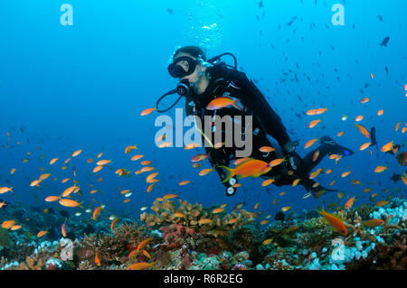 Junge Frau Taucher über das Korallenriff schwimmen und mit Blick auf eine Herde von bunten Fischen, Indischer Ozean, Malediven Stockfoto