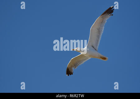 Nach flying Yellow-legged Gull (Larus michahellis) vor blauem Himmel, Alentejo, Portugal Stockfoto