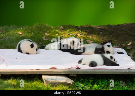 Baby Pandas (Ailuropoda lalage) in Chengdu Panda Zucht Center, China Erhaltung und Forschung Zentrum für Riesenpandas, Chengdu, Stockfoto