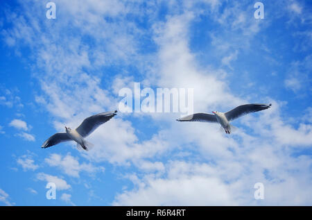 Vögel, Möwen fliegen, Bombay, Mumbai, Maharashtra, Indien Stockfoto