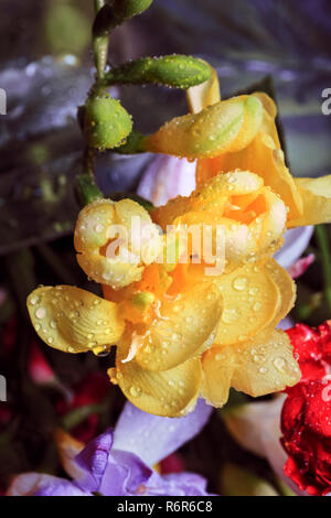 Ziemlich frische Blumen gelbe Freesien in Wassertropfen Stockfoto
