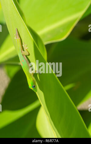 Goldstaub-taggecko mit fehlenden Schwanz Stockfoto