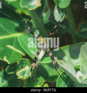 Gelbe Hawaiian Garden Spider Stockfoto