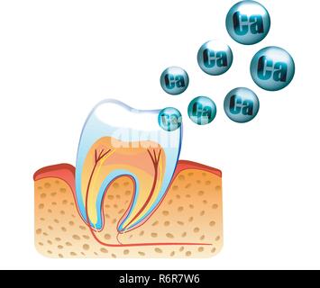 Abbildung der Zähne und die Sättigung mit Kalzium der Zahnschmelz Stock Vektor