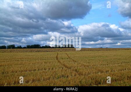 Abfallende Feld im Herbst in Russland Stockfoto