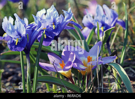 Zwerg Iris mit Krokusse im Frühling Stockfoto