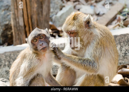 Rhesus Makaken (Macaca mulatta) Pflege in Wat Khao Takiap, Hua Hin, Thailand Stockfoto