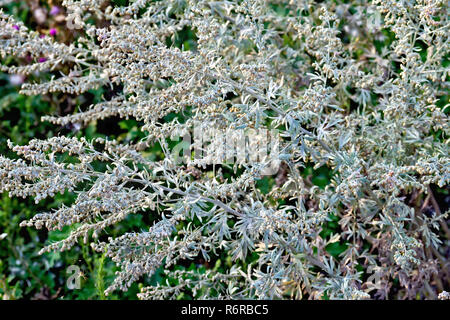 Grau Wermut Bush auf einem Hintergrund von grünem Gras und Erde Stockfoto